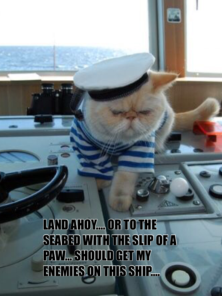 Кот матрос магазин для животных. Кот матрос зоомагазин. Коты моряки. Игрушка кот моряк матрос. Большой русский кот.