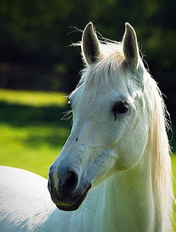 Лошадь кобыла. Лошадь он или она. Пара лошадей. Лошадь с голубыми глазами. Лошадь он или она.