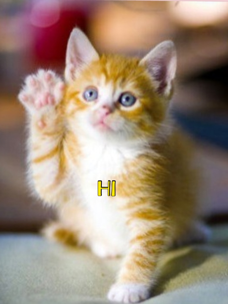 Кошка машет пока. Кот который машет лапой. Кот который машет лапой. Кошка машет лапой. Кот который машет лапой.