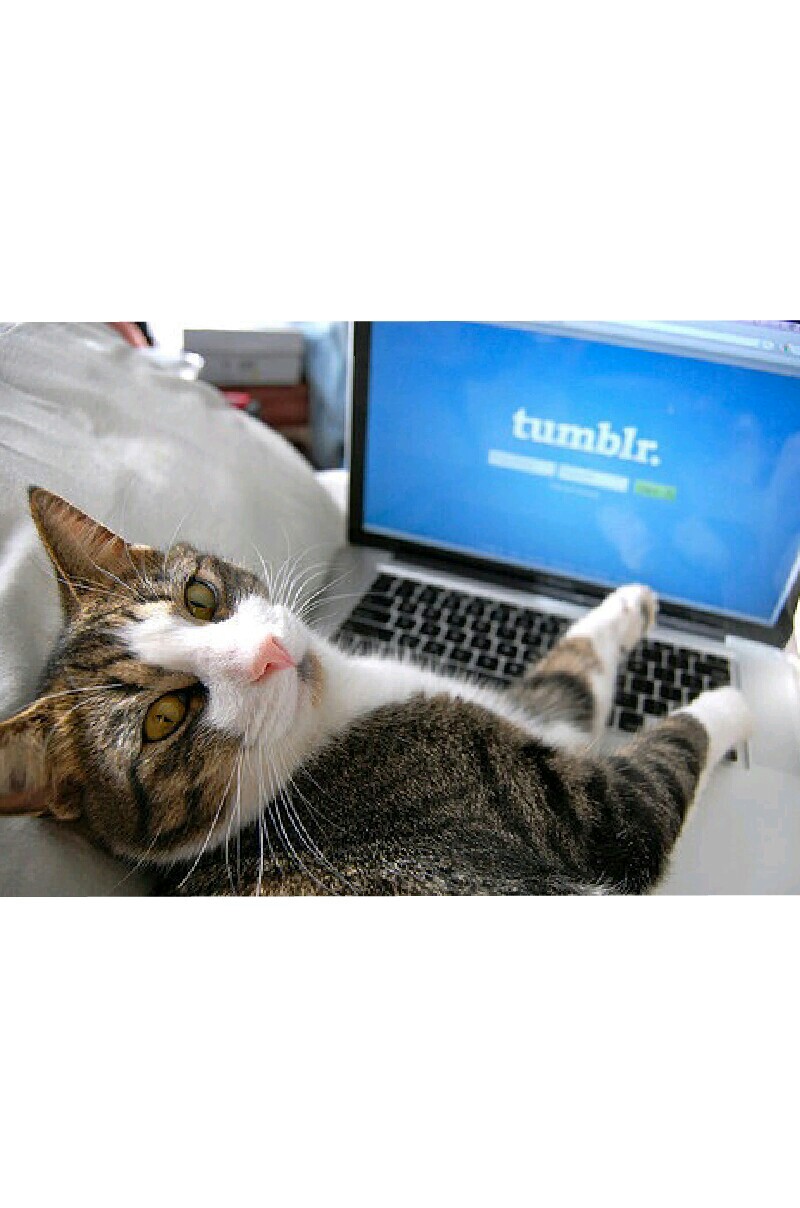 Even the cat