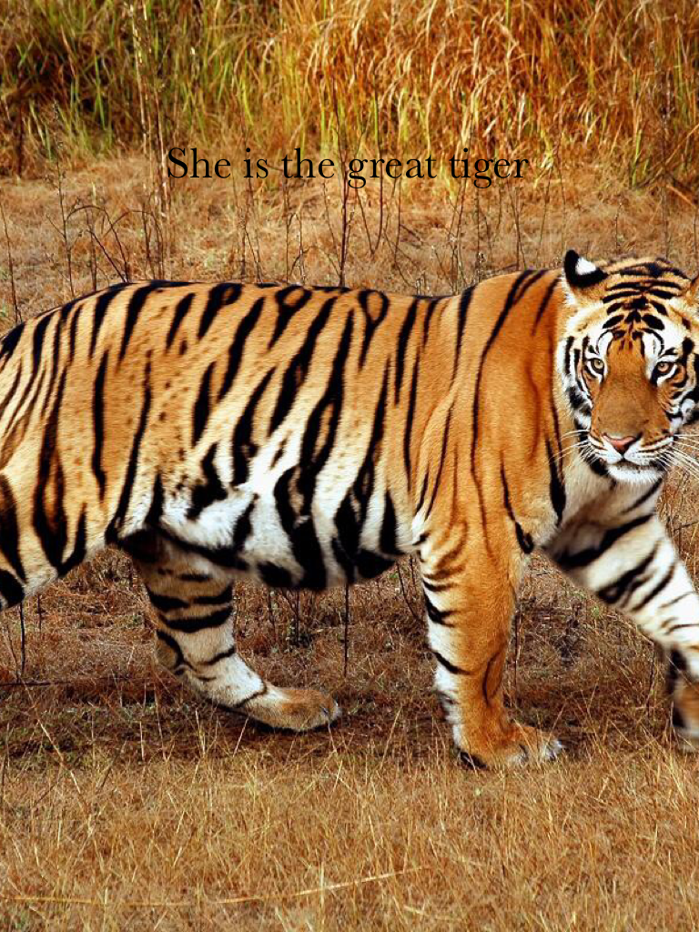Мускулистый тигр. The great tiger. Фото отдыхающего тигра. Тигр отдыхает. Тигр меломан.