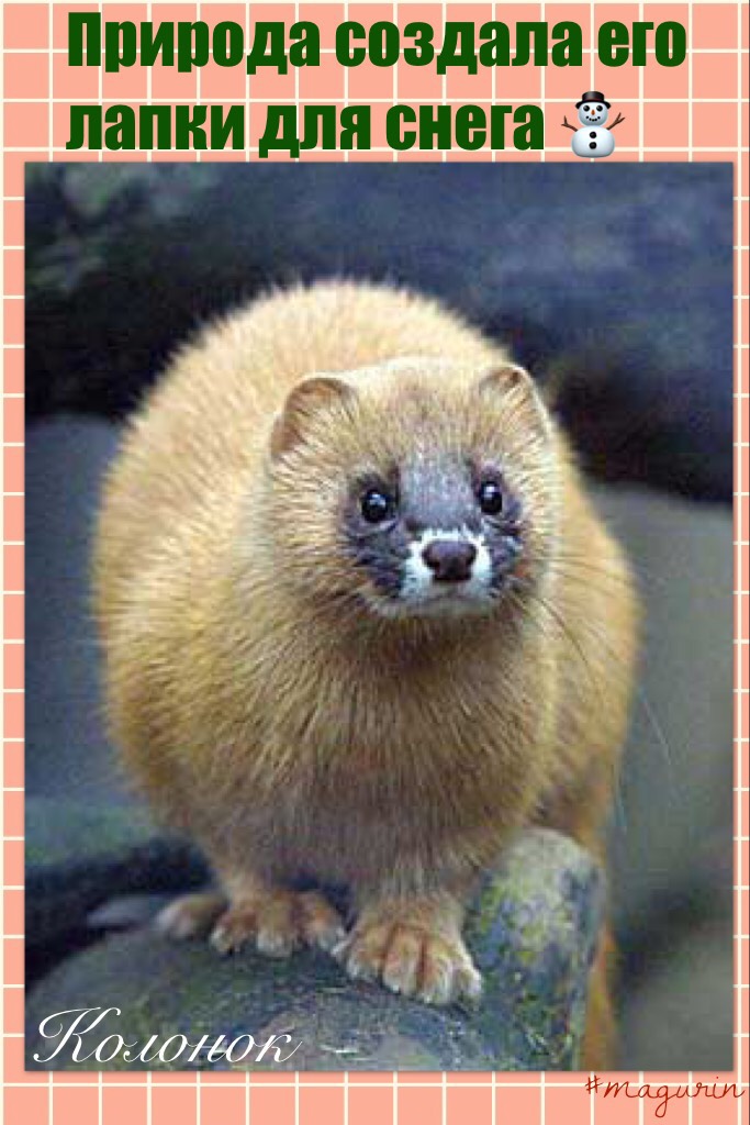 Японский горностай. Скандинавская норка животное. Пушной зверек хищник 6 букв сканворд. Королевский горностай. Пушной зверек хищник 6 букв сканворд.